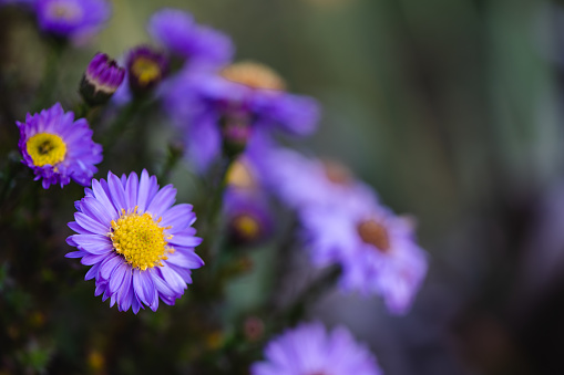 Flowers purple background