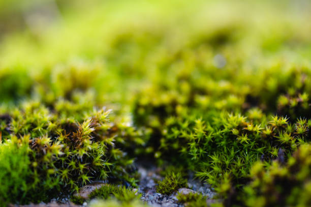 Moss, Forest, Close-up,