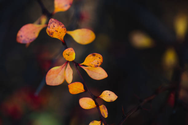 istock Autumn Orange Leaves 1465972138