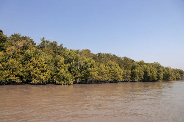 istock Sundarbans National Park. 1465973840