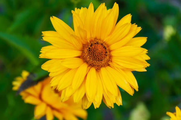 istock Arnica flower close view, Quebec country, Canada 1465976030