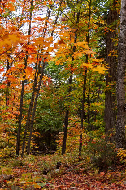 istock fairy view of Autumn in Quebec 1465976035