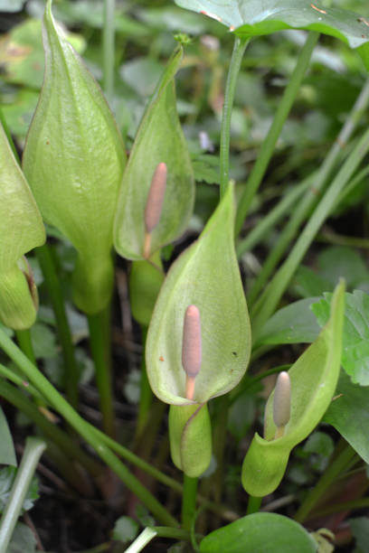 istock Arum besserianum blooms in the forest in spring. 1465976053
