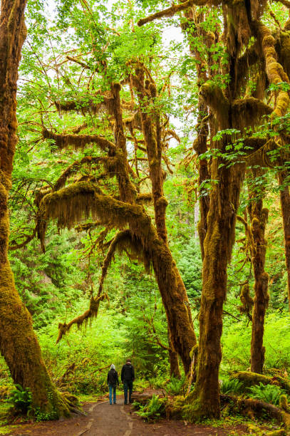 istock walkers into the path of Rain forest, Washington State, USA 1465976088
