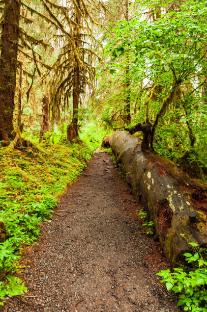 hiking trail with trees covered with moss in the rain forest, Washington State, USA stock photo