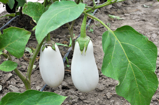 White eggplant grows in open organic soil