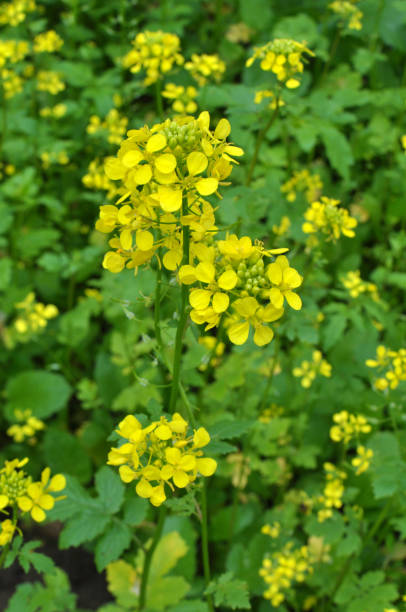 istock Mustard (Sinapis) grows in a farm field 1465976976