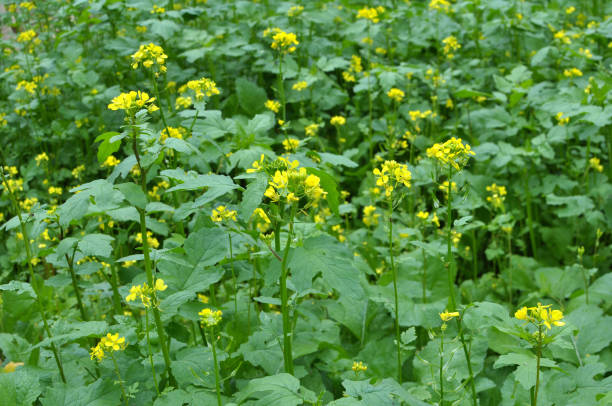 istock Mustard (Sinapis) grows in a farm field 1465976986