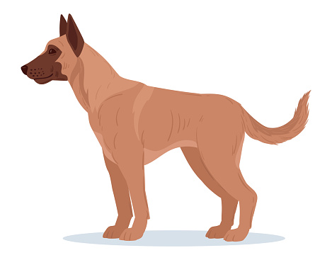 Cartoon belgian malinois. Service dog breed, purebred domestic pet. Belgian shepherd malinois guard or police dog flat vector illustration