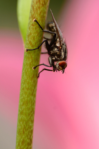 Summer day: single flesh fly (Sarcophagidae) resting on a plant stem., in a pink background.