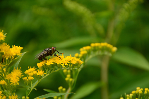 Summer day: single flesh fly ( Sarcophagidae )fly resting on top of a yellow Canada goldenrod.