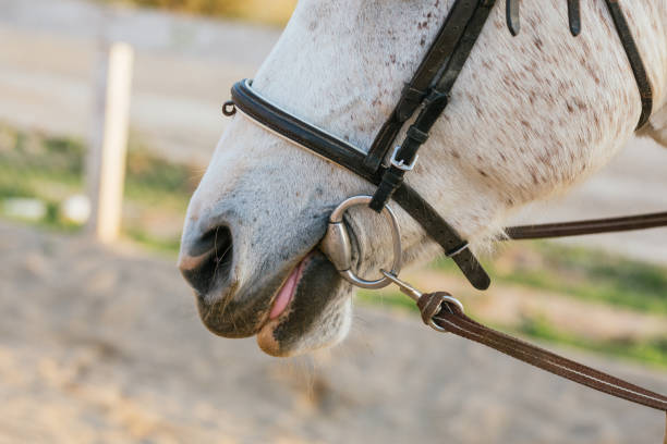 istock Close-up view of a riding horse head with saddle. 1465984066