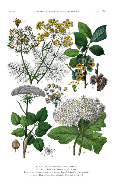 antyczny ryt botaniczny, historia królestwa roślin, wiktoriańska ilustracja botaniczna, plansza 27, około 1853 - elm tree obrazy stock illustrations