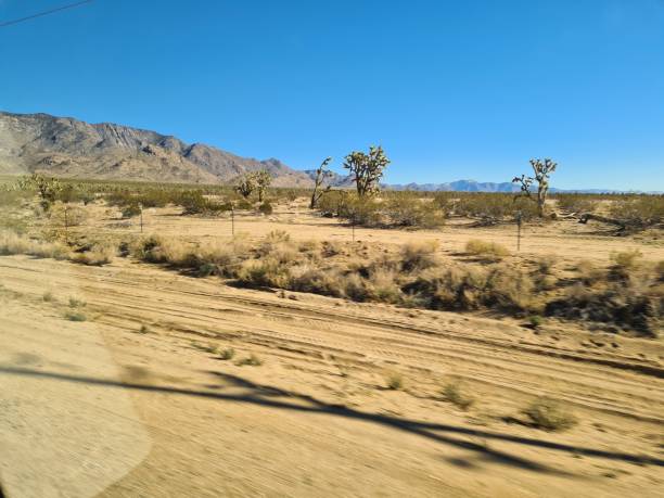 istock A forest in the desert 1 1465988175