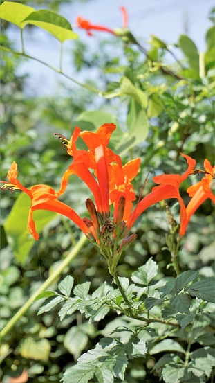 Closeup of orange flowers of Tecoma capensis also known as Cape honeysuckle, Tecomaria, Marsh horsetail etc.