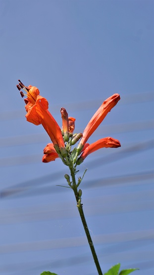 Closeup of orange flowers of Tecoma capensis also known as Cape honeysuckle, Tecomaria, Marsh horsetail etc.