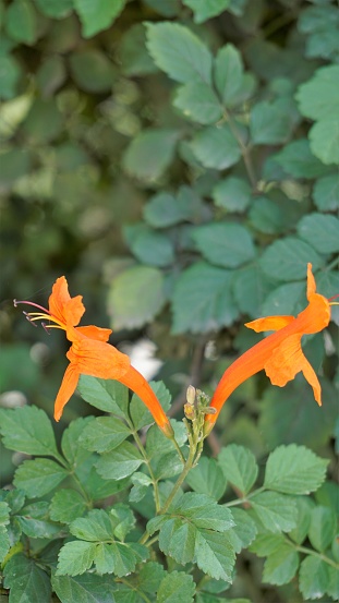 Closeup of orange flowers of Tecoma capensis also known as Cape honeysuckle, Tecomaria, Marsh horsetail etc.