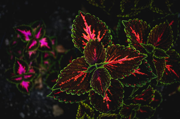 Coleus Solenostemon scutellarioides
