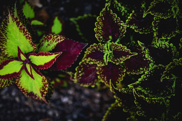 Coleus Solenostemon scutellarioides