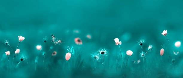 istock Pink wild flowers and beautiful butterflies. Spring summer background. Banner format. 1466002555