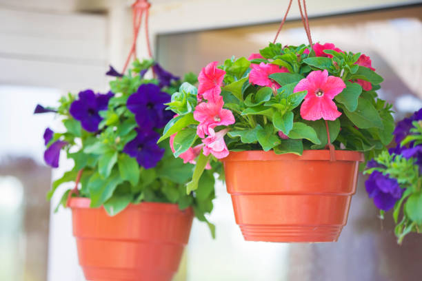 istock Multi-colored urban petunia flowers in hanging pots. 1466003114