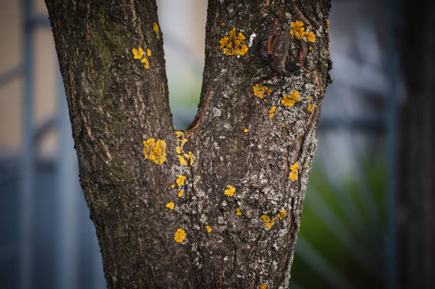 Lichen, Fungus, Macrophotography, Extreme Close-Up