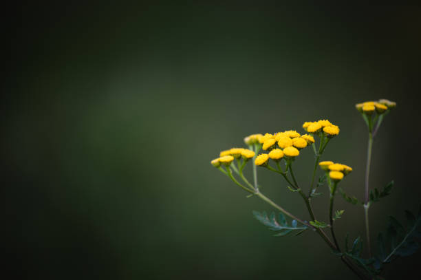 yellow flowers in summer