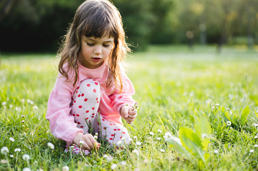 little child picking up spring flowers in a natural park in sunset time.