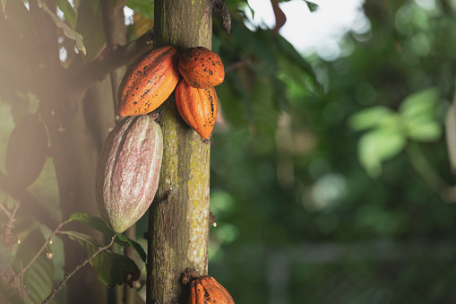 Group of cacao pod hang on tree in blurred background