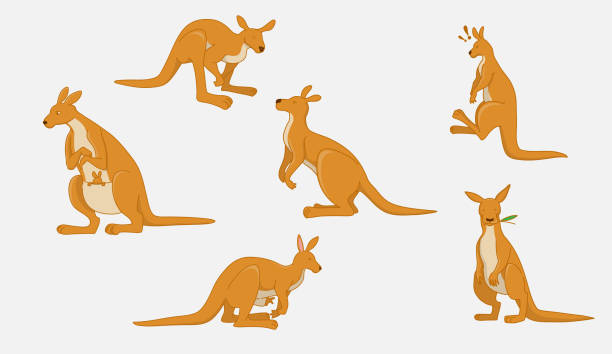 Set of kangaroo in 6 action Set of kangaroo in 6 action joey stock illustrations