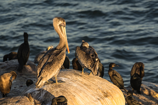 Wildlife with Pelican - Pacific Ocean