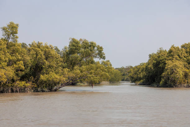 istock A canal in Sundarbans 1466007277