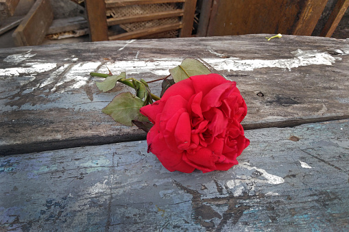 Red rose on old wooden table, rose with vintage color tone style. Selective focus on the image.