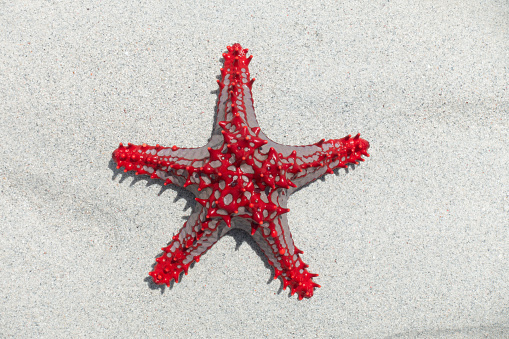 Blood sea star, Henricia leviuscula, West Brother Island, Alaska.
