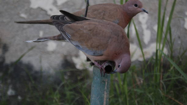 istock Pakistan native Birds collection 1466013134