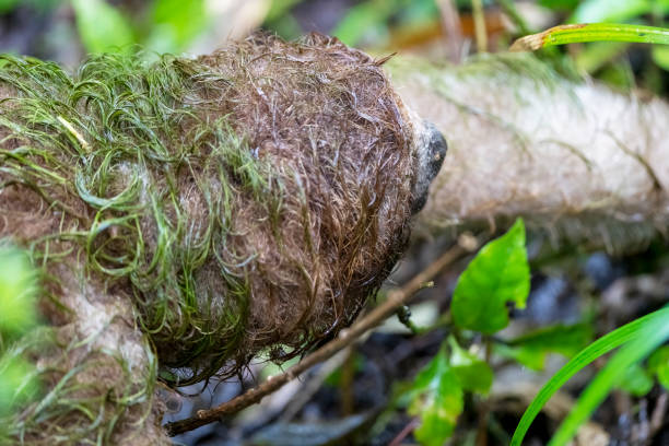Three toed sloth in a Costa Rican cloud forest.