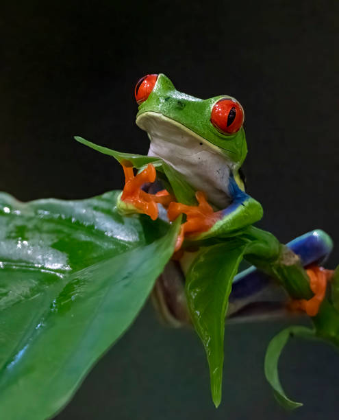 istock Red eyed tree frog on a wet leaf in a Costa Rican cloud forest 1466016556