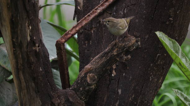 istock Pakistan native Birds collection 1466016646