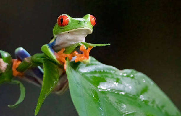 istock Red eyed tree frog on a wet leaf in a Costa Rican cloud forest 1466017932