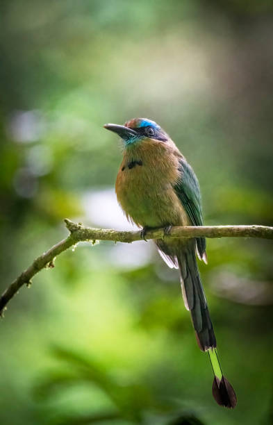 istock Keel-billed motmot on a branch in a Costa Rican cloud forest 1466018010