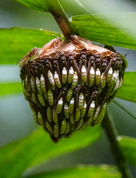 A wood wasp nest under a palm tree in a Costa Rican cloud forest.
