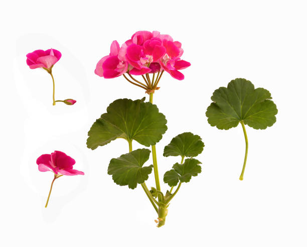 istock A set of beautiful natural flowers for creative work in different angles isolated on a white background. 1466018894