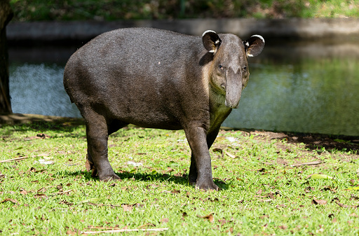 Wild Tapir in a Costa Rican nature reserve.