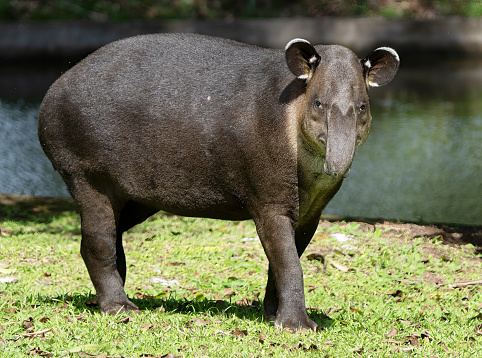 Wild Tapir in a Costa Rican nature reserve.