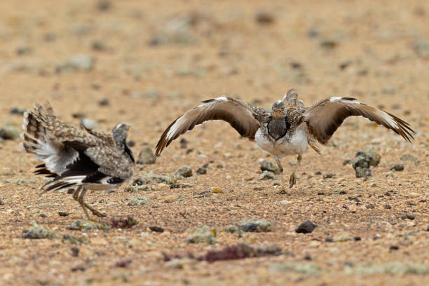 istock Canarian houbara bustards(Chlamydotis undulata fuertaventurae) acting agressive and territorial towards eachother. 1466020062
