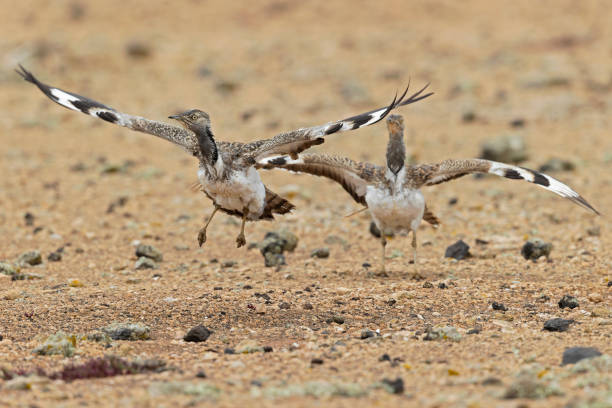 istock Canarian houbara bustards(Chlamydotis undulata fuertaventurae) acting agressive and territorial towards eachother. 1466020443