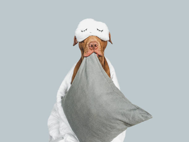 istock Lovable, pretty puppy, pillow and sleep mask 1466020705