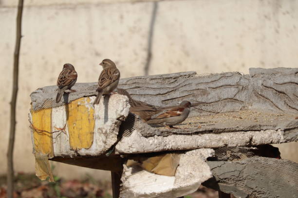 istock Pakistan native Birds collection 1466020819