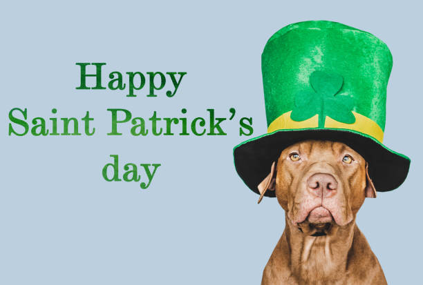istock Puppy and a bright green leprechaun hat 1466021185