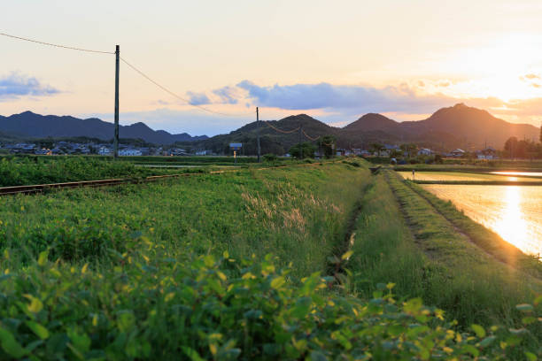 Rural scenery in early summer 